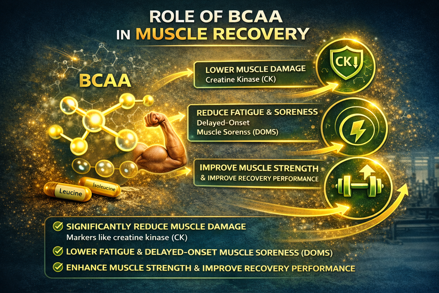 Role of  BCAA in muscle recovery